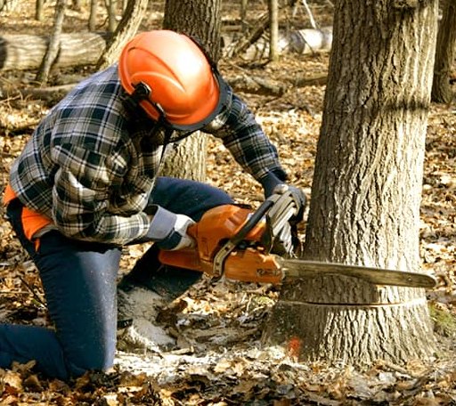 Tree Removal in Throckmorton, TX